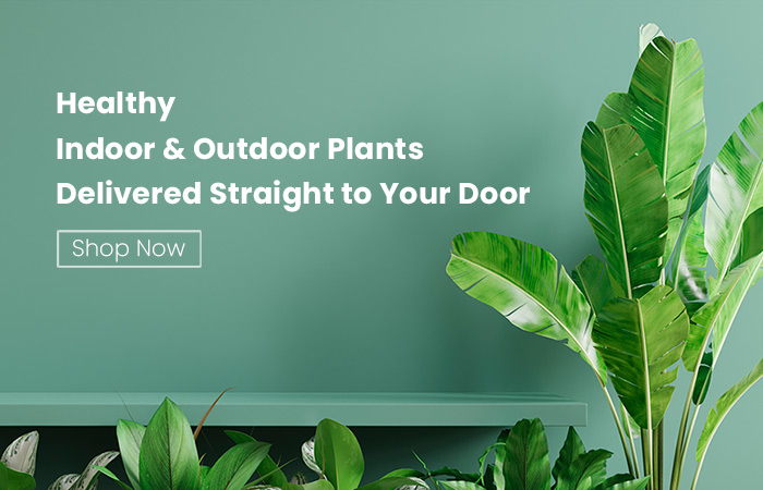 Buy plants online in Kerala