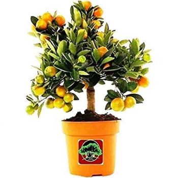 Bonsai Orange Plant