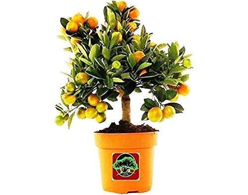 Bonsai Orange Plant