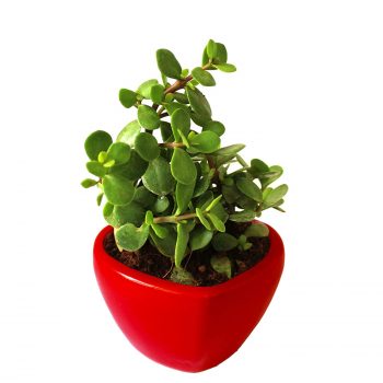 buy Jade Plant Online