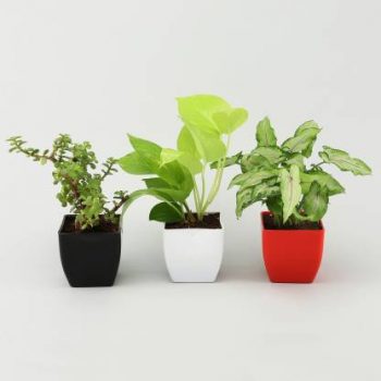 Money, Jade and Syngonium Plant Set (Pack of 3)