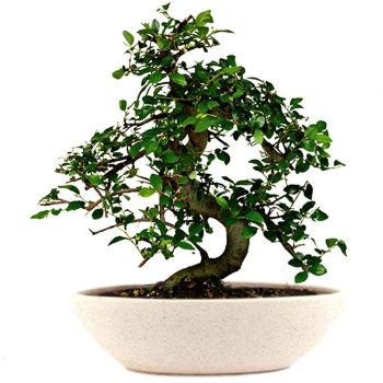 Chinese Elm Bonsai Plant