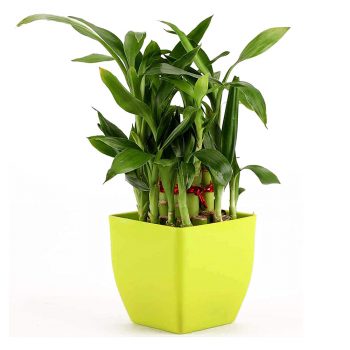 Lucky Bamboo Plant india