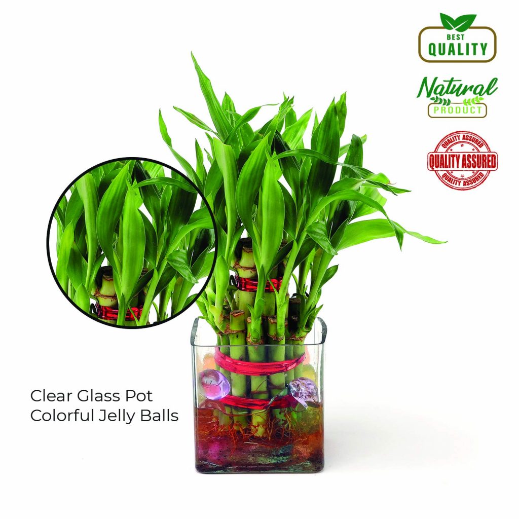 Buy Indoor Plants Online in Kerala, India | Enteplants.com