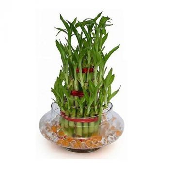 Lucky Bamboo Plant online
