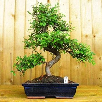 Ulmus Bonsai Plant online
