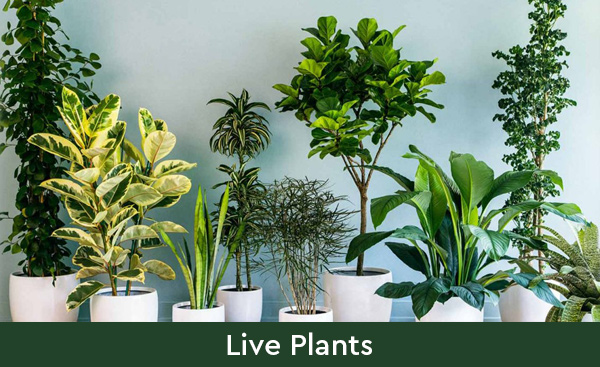 Buy Online in Kerala Online Plant Nursery | Enteplants.com