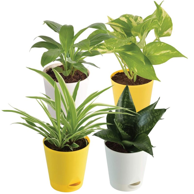 Air Purifying Indoor Plants online